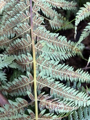 Cyathea