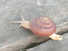 Quantula striata