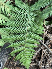 Cyathea