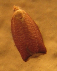 Clepsis consimilana