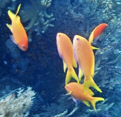 Pseudanthias squamipinnis