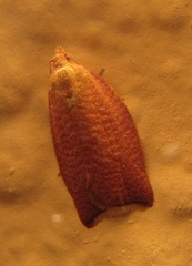 Clepsis consimilana