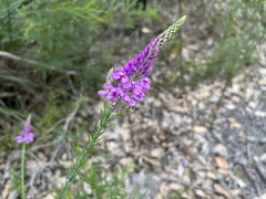 Comesperma virgatum