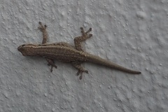 Lygodactylus capensis
