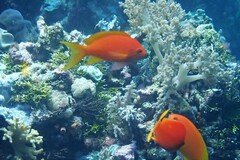 Pseudanthias squamipinnis