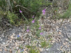 Comesperma virgatum
