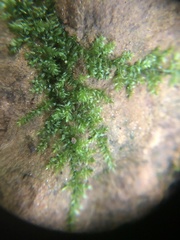 Rhynchostegium confertum