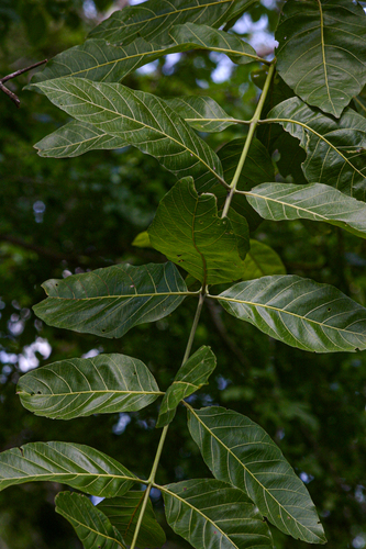 four-leaved bushwillow