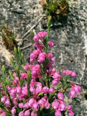 Erica palliiflora