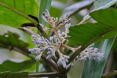 Psychotria poissoniana