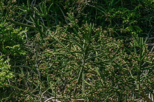 Euphorbia lividiflora image