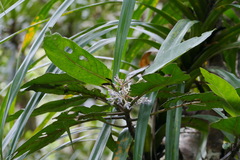 Psychotria poissoniana
