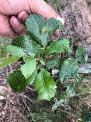 Alectryon subdentatus