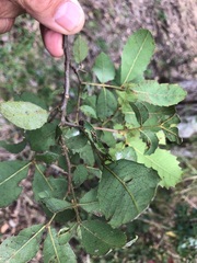 Alectryon subdentatus