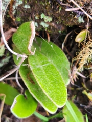 Pyrrosia eleagnifolia