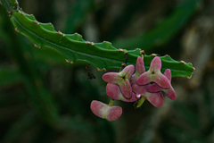Euphorbia lividiflora image