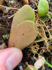 Pyrrosia eleagnifolia