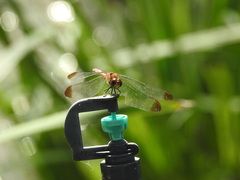 Sympetrum risi