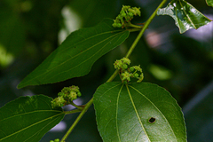 Ziziphus mucronata image