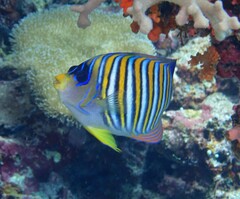 Pygoplites diacanthus