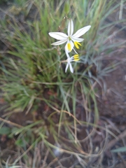 Chlorophytum cooperi