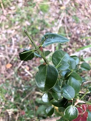 Strychnos psilosperma