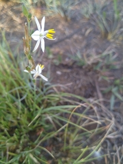Chlorophytum cooperi