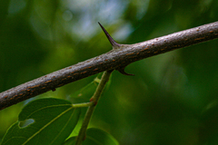 Ziziphus mucronata subsp. mucronata image