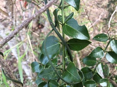 Strychnos psilosperma