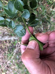 Strychnos psilosperma