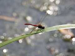 Sympetrum eroticum