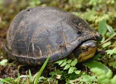 Kinosternon leucostomum