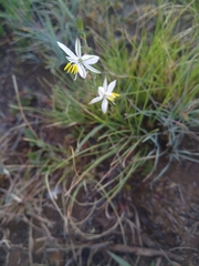 Chlorophytum cooperi