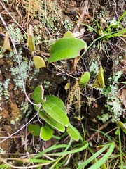 Pyrrosia eleagnifolia