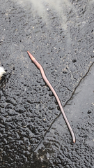Lumbricus terrestris