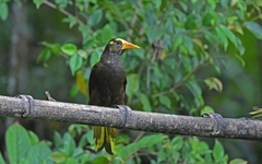 Psarocolius angustifrons