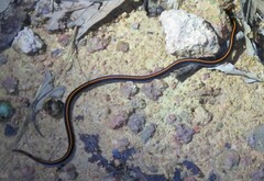 Calliophis intestinalis