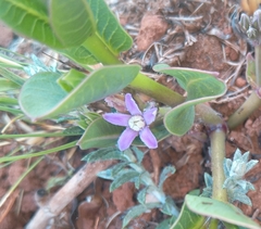 Raphionacme hirsuta