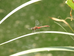 Sympetrum eroticum