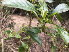 Pavetta australiensis