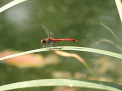 Sympetrum eroticum
