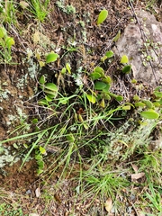 Pyrrosia eleagnifolia