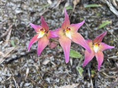 Caladenia × spectabilis