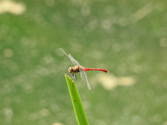 Sympetrum eroticum