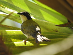 Melithreptus albogularis