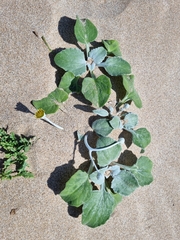 Arctotheca populifolia