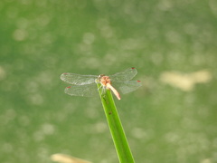 Sympetrum eroticum