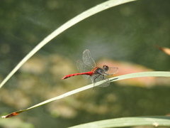Sympetrum eroticum