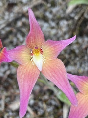 Caladenia × spectabilis