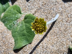 Arctotheca populifolia